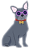Heat pump experts Lincoln dog